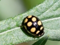 Coccinula_quatuordecimpustulata.jpg