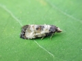 Cochylis_dubitana.jpg