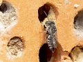 Coelioxys echinata