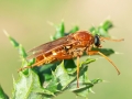 Coenomyia ferruginea