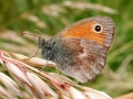Coenonympha_pamphilus.jpg