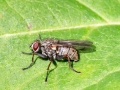 Coenosia tigrina