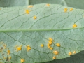 Coleosporium campanulae