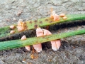 Coleosporium_tussilaginis_sensu_lato.jpg
