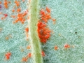 Coleosporium tussilaginis sensu stricto