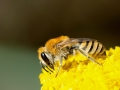 Colletes_fodiens_Weibchen.jpg