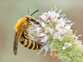 Colletes hederae