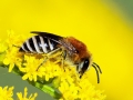 Colletes_similis_Weibchen.jpg