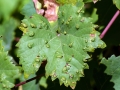Colomerus_vitis.jpg