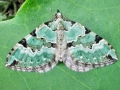 Colostyga pectinataria
