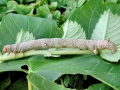 Colotois pennaria