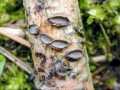 Colpoma quercinum
