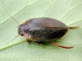 Colymbetes_fuscus.jpg