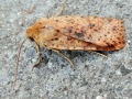 Conistra rubiginea
