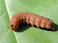 Conistra_rubiginosa_Raupe.jpg