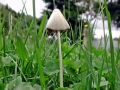 Conocybe_albipes.jpg