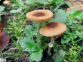 Conocybe_arrhenii.jpg