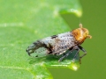 Conomelus_cf_anceps.jpg