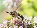 Conops_ceriaeformis_Weibchen.jpg