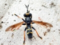 Conops_flavipes.jpg