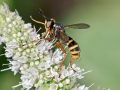 Conops_quadrifasciatus_Maennchen.jpg