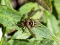 Conops vesicularis