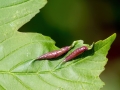 Contarinia_acerplicans.jpg