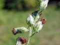 Contarinia artemisiae