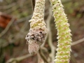 Contarinia coryli