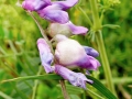 Contarinia_craccae.jpg