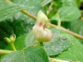 Contarinia_lonicerarum.jpg