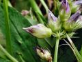Contarinia medicaginis
