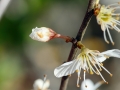Contarinia_pruniflorum.jpg