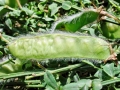 Contarinia_pulchripes.jpg