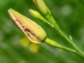 Contarinia_quinquenotata.jpg