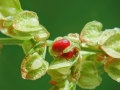 Contarinia_rumicis.jpg
