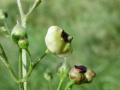 Contarinia_scrophulariae.jpg