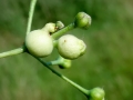 Contarinia_tiliarum_.jpg