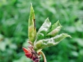 Contarinia tremulae