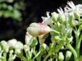Contarinia_valerianae.jpg