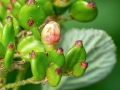 Contarinia_viburnorum.jpg