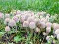 Coprinellus disseminatus