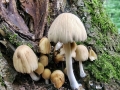 Coprinellus_domesticus.jpg