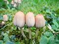 Coprinellus_micaceus.jpg