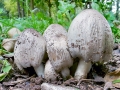 Coprinopsis atramentaria