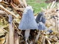 Coprinopsis_cinerea.jpg