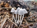 Coprinopsis cothurnata