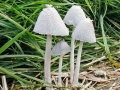 Coprinopsis_nivea.jpg