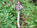 Coprinopsis_picacea.jpg