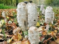 Coprinus_comatus.jpg